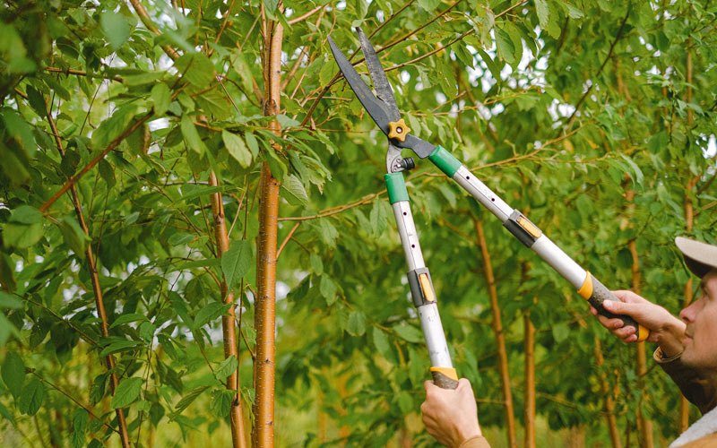 Tree trimming in Bountiful, UT